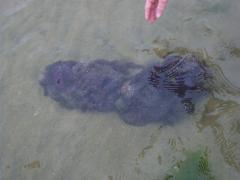 Tuesday July 12, 2011 10:42 - 100_1106 (2).JPG